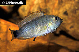 Apistogramma pantalone