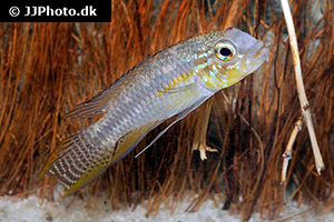 Glanzbinden-Apistogramma (Apistogramma paucisquamis)