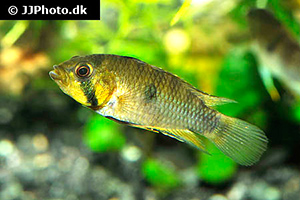 Apistogramma rositae