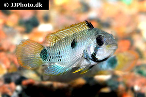 Apistogramma sp. oregon