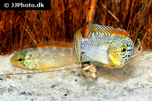 Apistogramma sp. Vielfleck