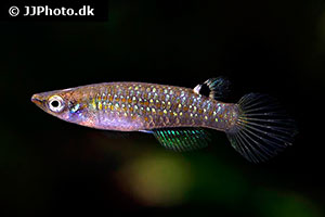 Aplocheilus blockii