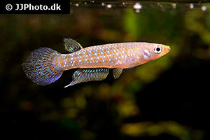 Aplocheilus kirchmayeri