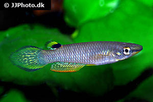 Aplocheilus panchax