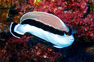 Schwarzbinden-Rauchkaiserfisch (Apolemichthys arcuatus)