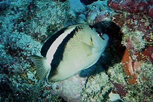 Griffis Rauchkaiserfisch (Apolemichthys griffisi)