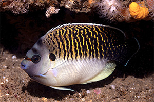 Tiger-Rauchkaiserfisch (Apolemichthys kingi)