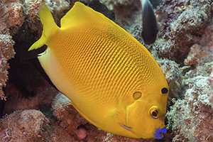 Dreipunkt-Rauchkaiserfisch (Apolemichthys trimaculatus)