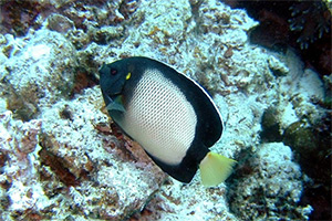 Arabischer Rauchkaiserfisch (Apolemichthys xanthotis)