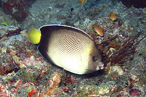 Indischer Rauchkaiserfisch (Apolemichthys xanthurus)