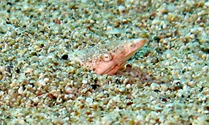 European finless eel (Apterichtus caecus)