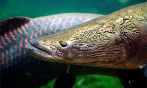 Arapaima Gigas