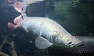 Arapaima gigas