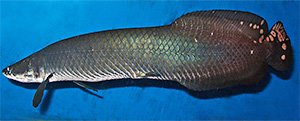 Arapaima leptosoma