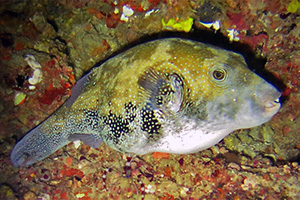 Blaupunkt-Kugelfisch  (Arothron caeruleopunctatus)