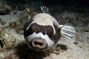 Maskenkugelfisch (Arothron diadematus)