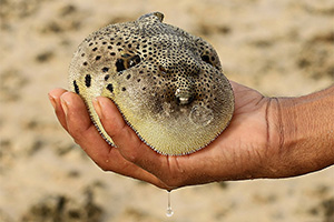 Weißflecken-Kugelfisch (Arothron hispidus) Weißflecken-Kugelfisch (Arothron hispidus)