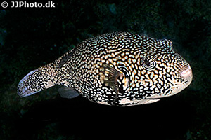 Landkarten-Kugelfisch  (Arothron mappa)