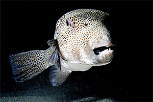 Riesenkugelfisch  (Arothron stellatus)