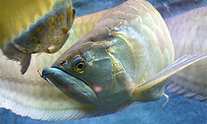 Arowana (Osteoglossum bicirrhosum)