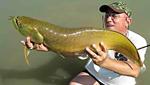 Arowana (Osteoglossum bicirrhosum)