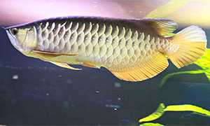 Asiatischer Gabelbart (Scleropages formosus)