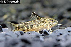 Aspidoras depinnai