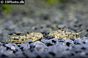 Aspidoras depinnai