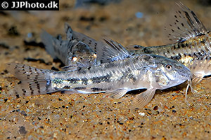 Aspidoras fuscoguttatus