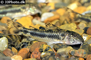 Aspidoras raimundi