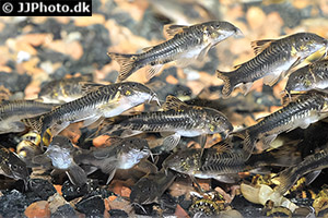 Aspidoras raimundi