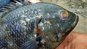 Astronotus crassipinnis