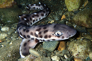 Atelomycterus erdmanni