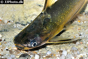 Auchenipterichthys coracoideus