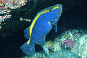 Blauer Seifenbarsch (Aulacocephalus temminckii)