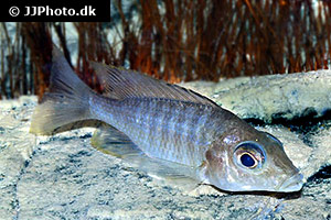 Aulonocara aquilonium
