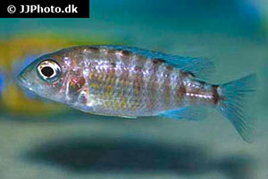 Aulonocara baenschi