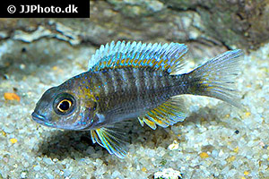Aulonocara kandeensis