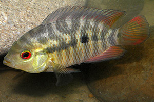 Chanchito (Australoheros facetus)