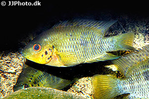 Regenbogencichlide (Australoheros scitulus)