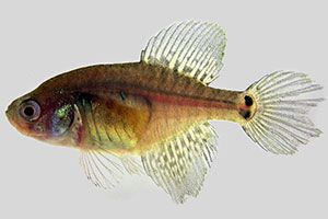 Austrolebias adloffi