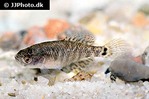 Austrolebias charrua