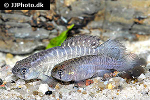 Austrolebias cheradophilus