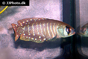 Austrolebias juanlangi