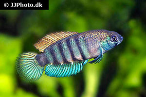 Austrolebias luteoflammulatus