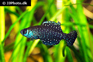 Austrolebias nigripinnis