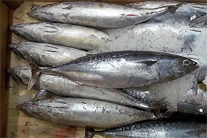 Unechter Bonito auf dem Fischmarkt Unechter Bonito auf dem Fischmarkt