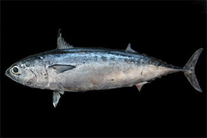 Unechter Bonito (Auxis thazard) Unechter Bonito (Auxis thazard)