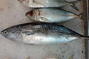 Unechter Bonito (Auxis thazard) Unechter Bonito (Auxis thazard)