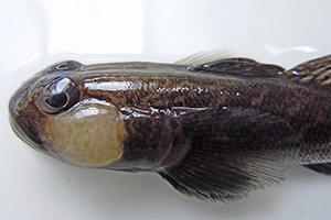 Kopf der Nackthalsgrundel